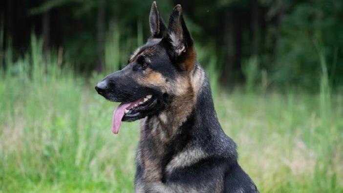 Valka Marie