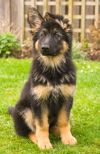 Aspen (Aspen Marie Vom Herzenskrieger)